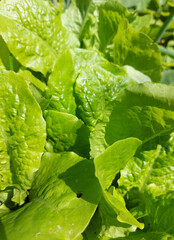 green lettuce leaves grow in the garden. gardening.