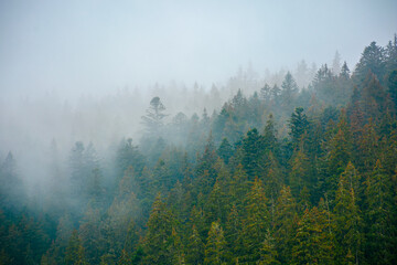 foggy nature scenery. coniferous forest on a cold autumn morning. mysterious atmosphere in rainy weather. surreal background of carpathian woodland