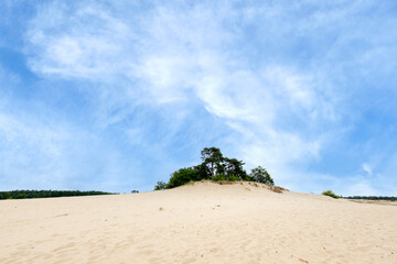 Nature reserve Kootwijkerzand, Gelderland Province, The Netherlands