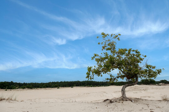 Nature reserve Kootwijkerzand, Gelderland Province, The Netherlands
