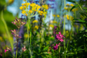 Meadow with pink, yellow, violet flowers. Nature background, selective focus