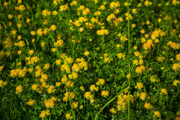 Obraz premium Yellow flowers on green soft focus meadow background.