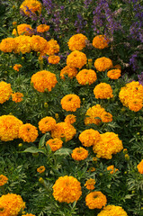 Marigolds blooming in the Garden