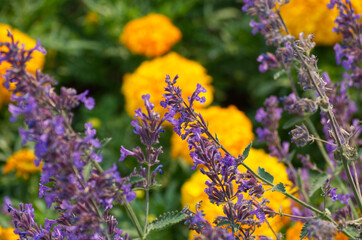 Purple Flowers with Marigolds in the Background