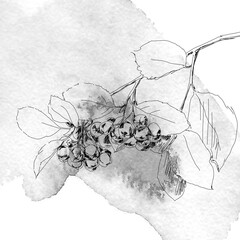 hand drawing art of black rowan 