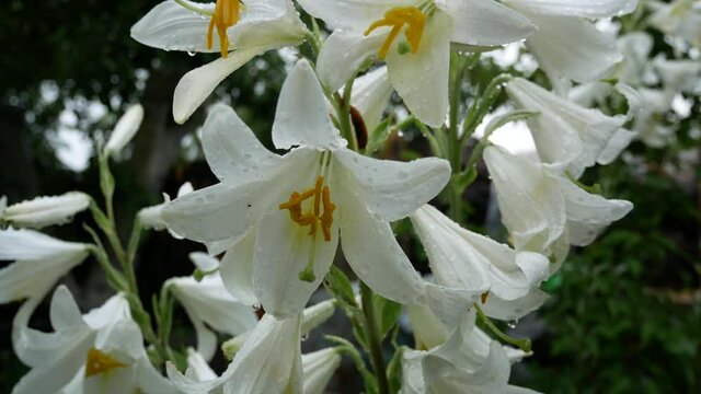 White lily flowers with dew drops, rain in the garden. Panorama