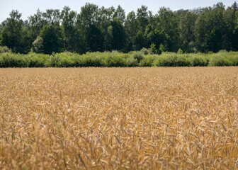 cereal field texture, grain ears, summer