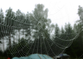 spider web in the morning dew