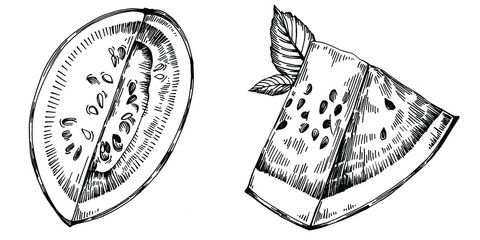 Watermelon sketch vector drawing. Isolated hand drawn berry on white background. Summer berry engraved style illustration. Decoration for food packaging.