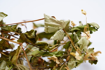 乾燥したドクダミの葉　ドクダミ茶