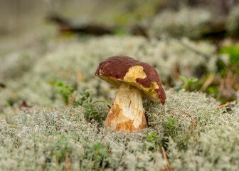 Wild mushroom in the forest, traditional forest background with grass, moss, lichens and dry branches, autumn forest texture, autumn