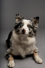 A vertical shot of a spotted border collie dog with heterochromia eyes
