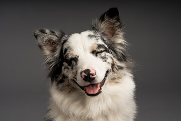 A closeup shot of a cute spotted border collie dog with closed eyes - obrazy, fototapety, plakaty