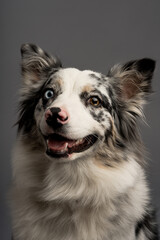 A vertical portrait of an Australian collie blue merle isolated on a gray background
