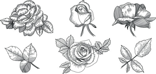 Rose flower outline vector. Hand drawn set
