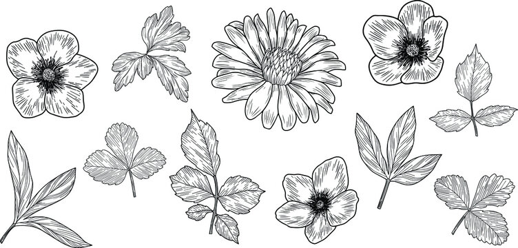 Hand drawn vector leaves and flowers isolated on white