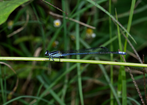 Pseudagrion Damsefly Or Narrow Winged Damsefly In Northern Malawi Southern Africa