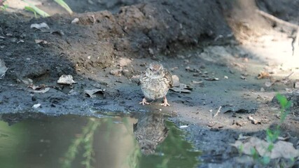 The woodlark or wood lark drinking water, Lullula arborea