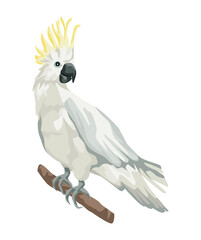 white cockatoo bird © Jemastock