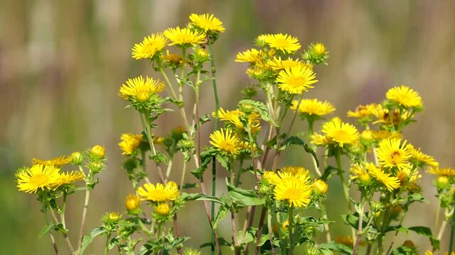 Yellow flower of meadow fleabane or British yellowhead, Inula britannica