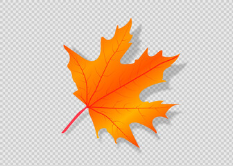 Autumn Leaf Isolated on white background. Vector Yellow leaf.