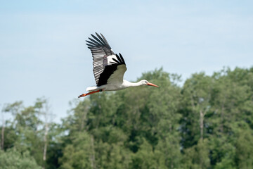 White stork flying above the treetops. With wide spread wings, against a blue sky