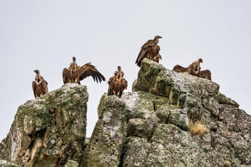 Griffon vultures, Gyps fulvus in Monfrague National Park. Extremadura, Spain