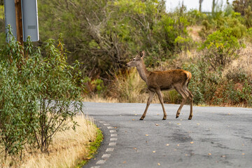 Iberian red deer, Cervus elaphus hispanicus. Monfrague National Park, Spain.
