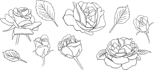 Roses flowers isolated on white. Hand drawn line vector illustration. Eps10