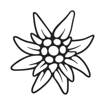 The Edelweiss contour. The symbol of Bavaria and the Oktoberfest holiday. A rare alpine flower. Vector illustration isolated on a white background for design and web.