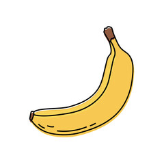 Banana. Tropical, exotic fruit sketch. Color food icon. Vector illustration