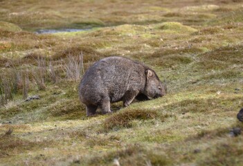 Wild wombat grazing on grassland at Cradle Mountain