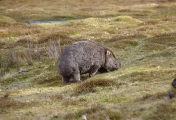 Papier Peint photo autocollant Mont Cradle Wild wombat grazing on grassland at Cradle Mountain