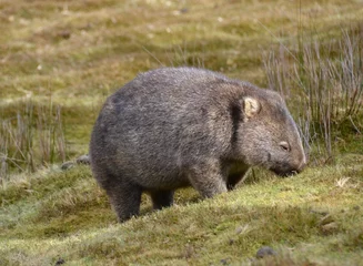 Crédence de cuisine en verre imprimé Mont Cradle Wild wombat in Tasmania