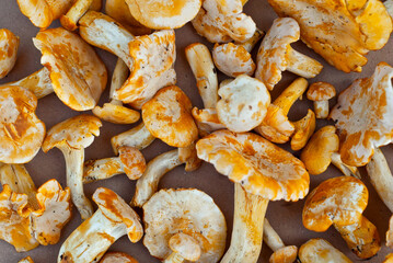 Lots of mushrooms in a pile. Chanterelle mushrooms on cardboard paper close up.