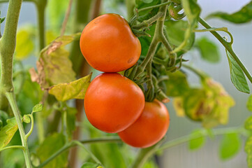 three tomatot ready to be picked and eaten