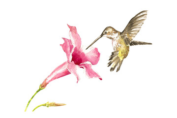 Fototapety  Watercolor illustration of a hummingbird and a flower.