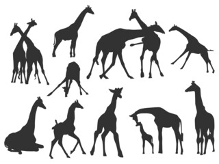 Set vector of the Giraffes, The shadow of different poses isolated on white background.