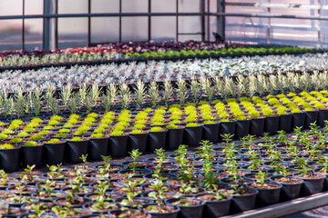 Indoor farming agriculture. Pot Plants and green vegetables in Commercial Green House. Young plants growing in a very large nursery. Beautiful flowers in a green house