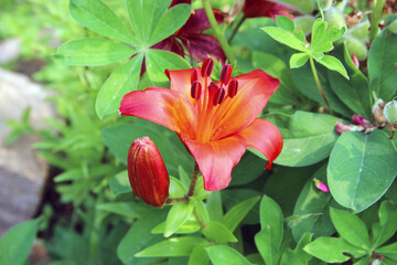 Awesome fire-orange flower with opened petals and one closed bud.