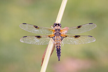 Four-spotted chaser - Libellula-quadrimaculata - in his natural habitat