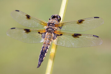 Four-spotted chaser - Libellula-quadrimaculata - in his natural habitat