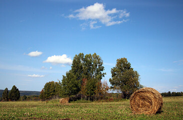 The rolls of hay scattering by the field between the trees. Autumn landscape.