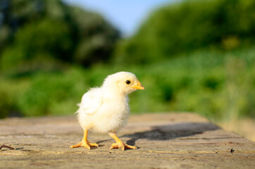 Close up one cute little newborn yellow chicken on wooden background in farm with copy space. Concept of raising chickens on a poultry farm, Easter.