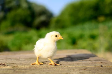 Foto op Canvas Close up one cute little newborn yellow chicken on wooden background in farm with copy space. Concept of raising chickens on a poultry farm, Easter. © Geparda