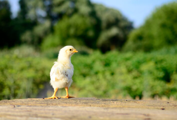 Close up one cute little newborn yellow chicken on wooden background in farm with copy space. Concept of raising chickens on a poultry farm, Easter.