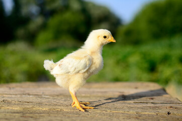 Close up one cute little newborn yellow chicken on wooden background in farm with copy space. Concept of raising chickens on a poultry farm, Easter.