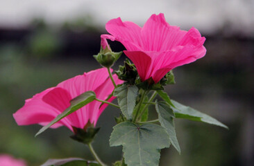 Two amazing pink buds close-up.