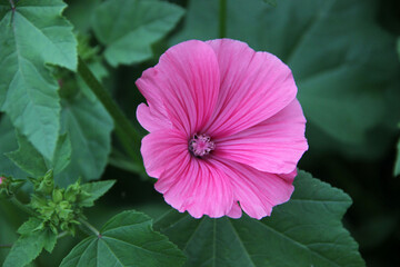 Top view of a lovely pink open flower bud.