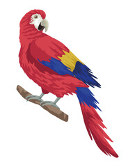 Fototapeta premium parrot exotic bird